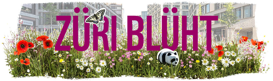 © WWF Zürich / studio silvan borer Züri blüht vor Blumenwiese und Europaallee
