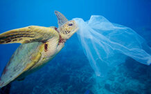 © Troy Mayne / WWF