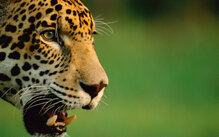 © Staffan Widstrand / WWF